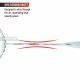 APACS Finapi 232 Reborn Badminton Racquet (Unstrung, White)
